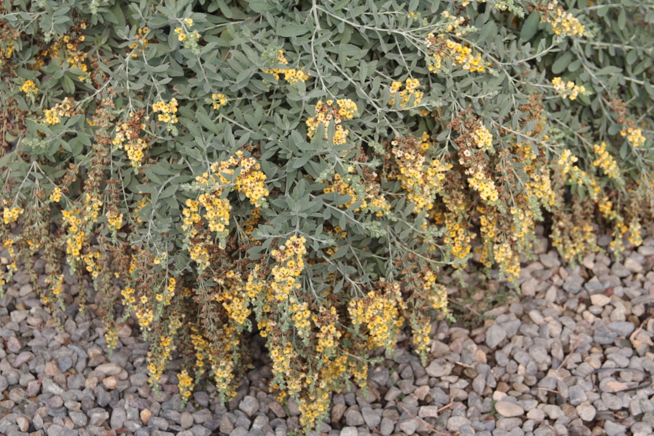 Buddleja davidii 'Dreaming Orange'